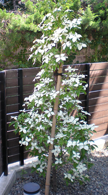 常緑ヤマボウシ 庭木の選び方 ガーデンデザイン グリーンケア